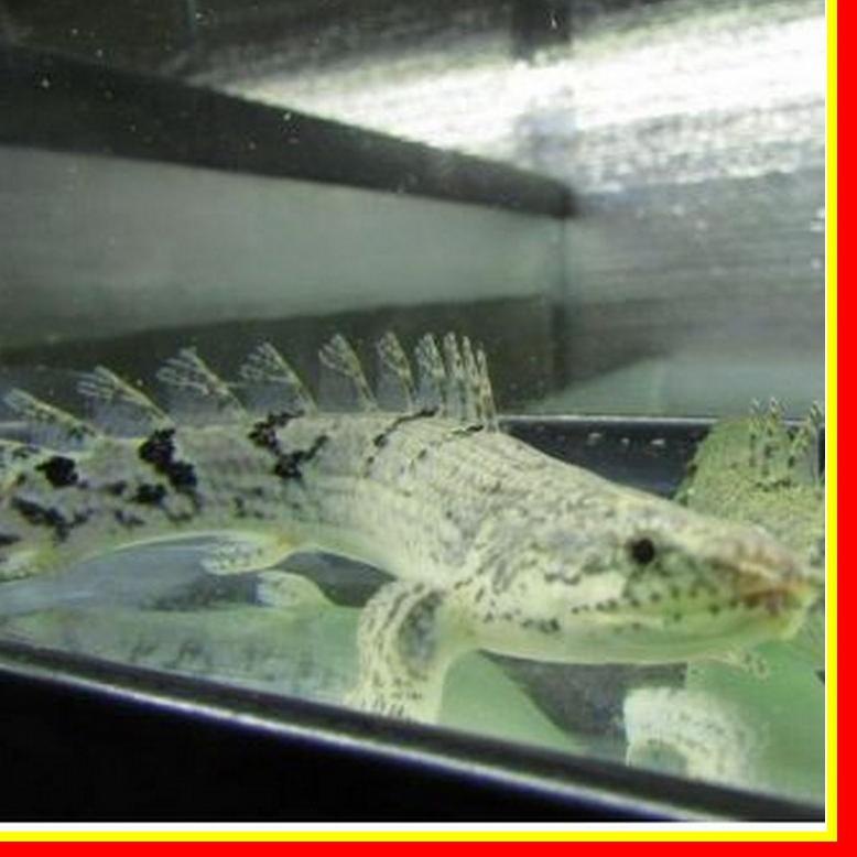 Harga ikan palmas naga Terbaru Sep 2024 BigGo Indonesia