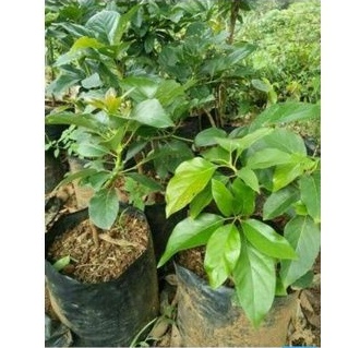 

Daun Alpukat segar dipetik saat orderan