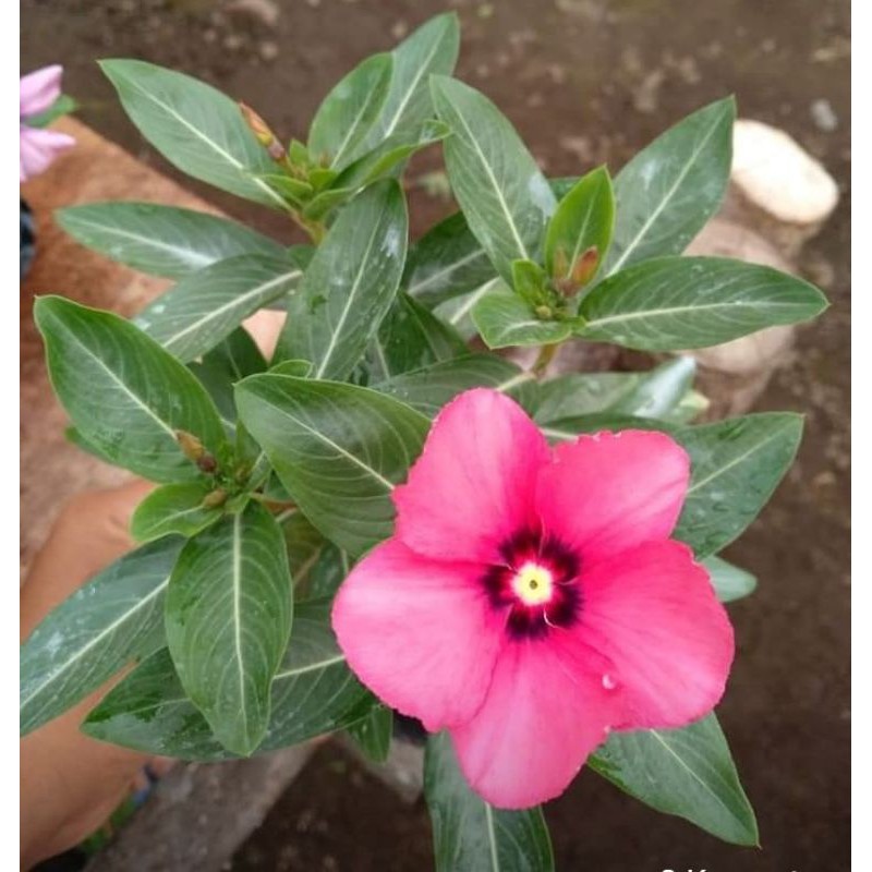 

vinca exsotic