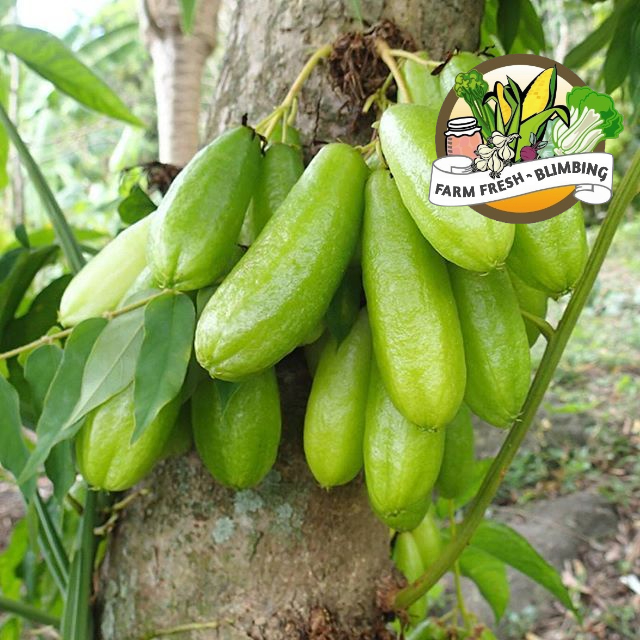 

Belimbing Wulu Harga -+500gram