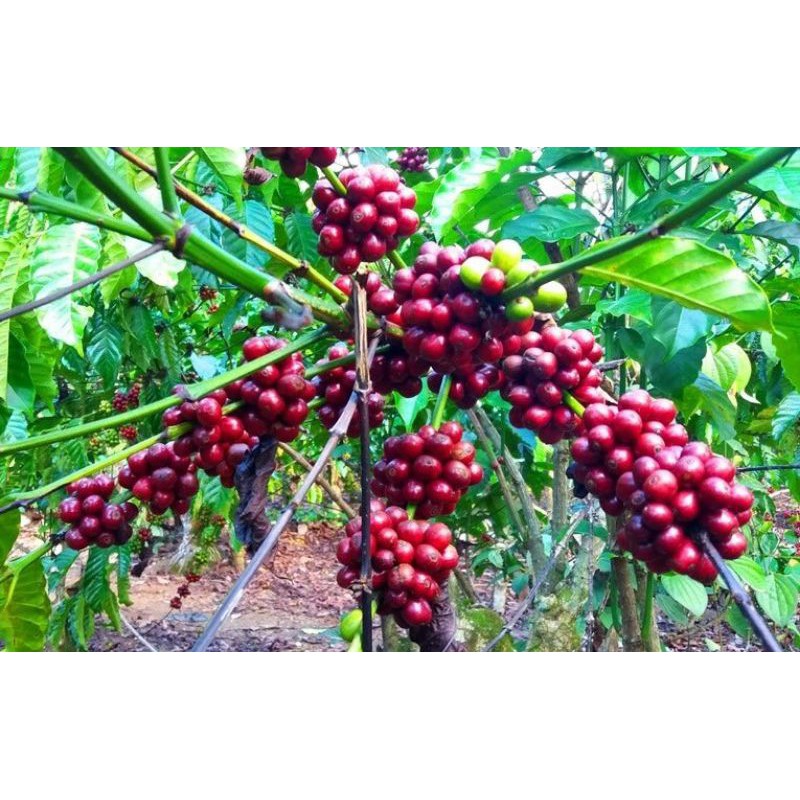Bibit Kopi 100 Biji Bibit Benih Kopi Lampung