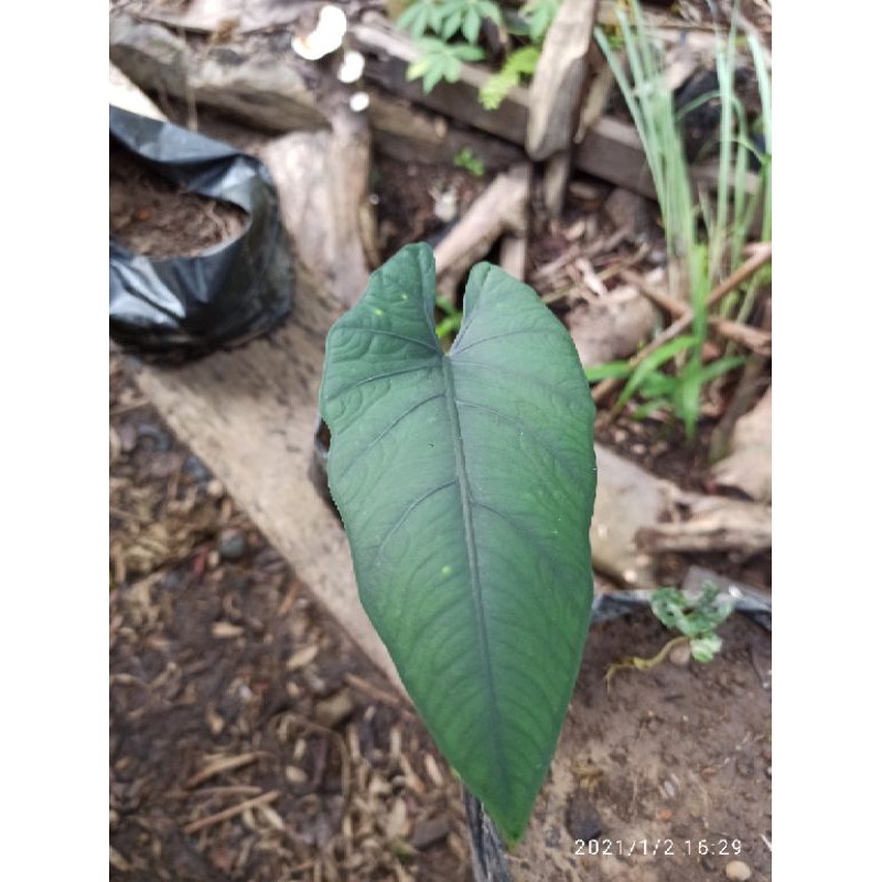 Alocasia Nebula Daun 1