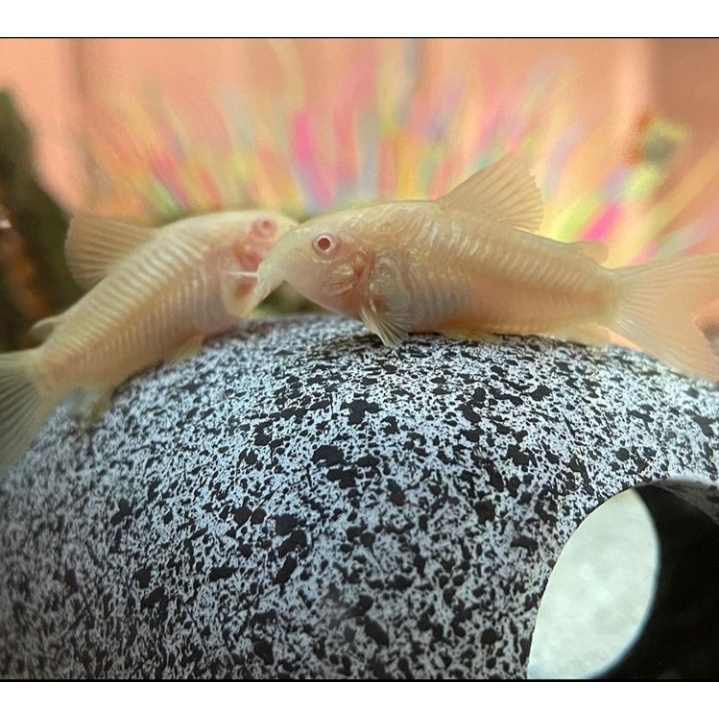 Corydoras Catfish Albino / Ikan Hias Pembersih Aquascape