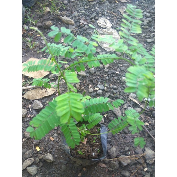 Bibit Tanaman Herbal Daun saga Tanaman Daun saga Rambat
