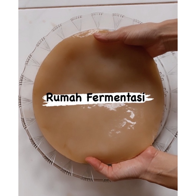 

SCOBY KOMBUCHA PRODUKSI 12LITER