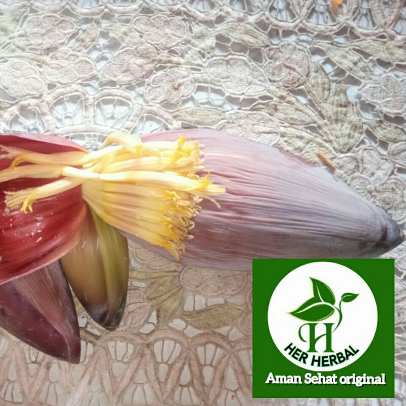 

Jual jantung pohon pisang batu klutuk atau musa salsabila