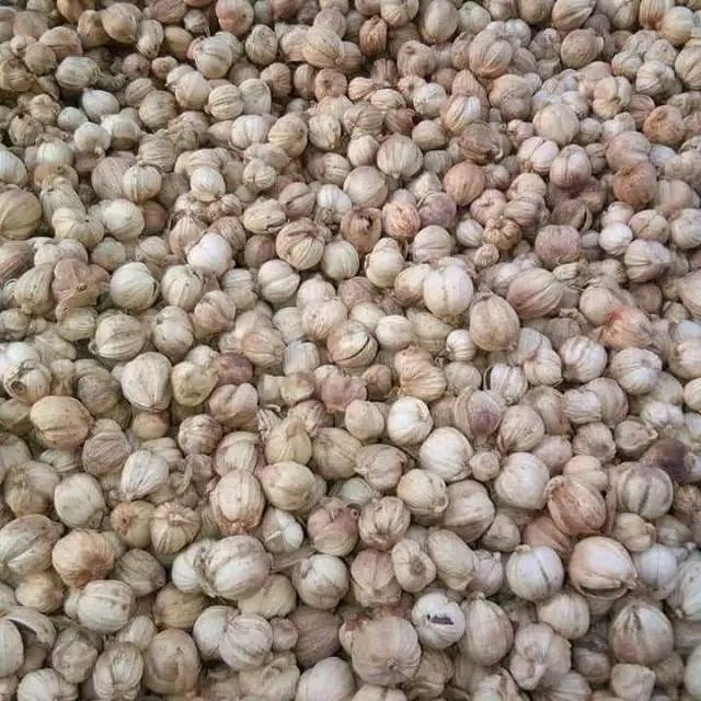 

JAMU BUJI KAPULAGA KERING / CARDAMOM / KAPOL TERMURAH 100 GRAM