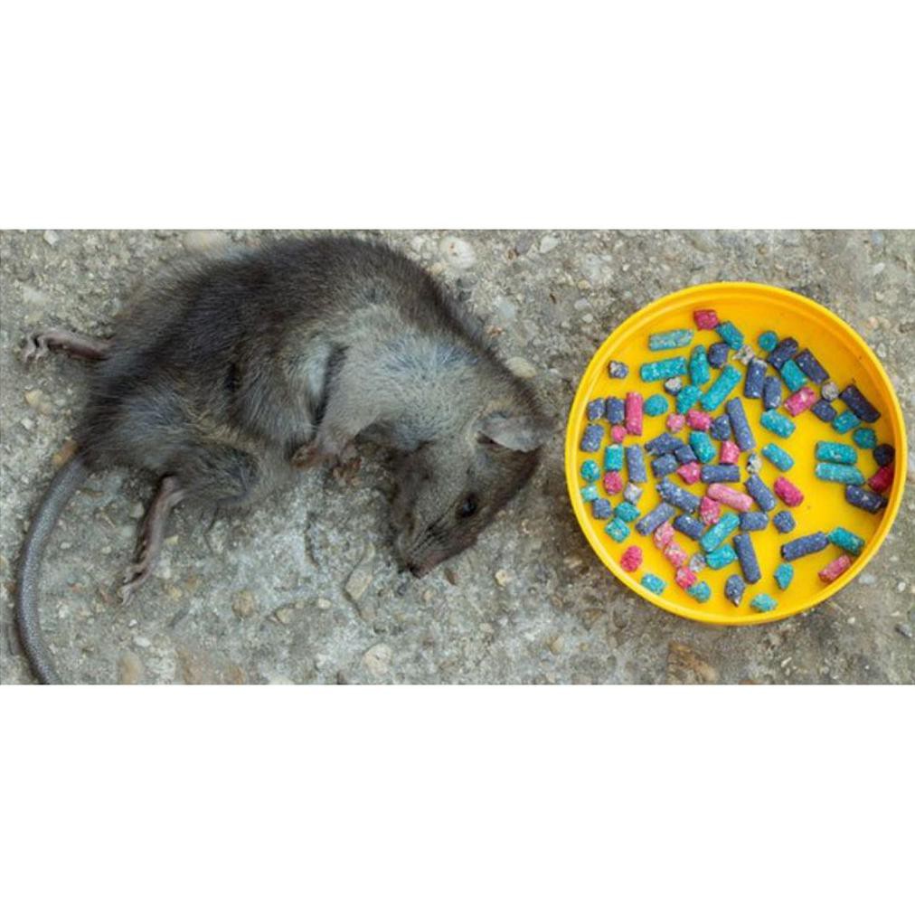 

Pizza Box / Kardus / Karton / 22X22X7 Cm / E Flute / Bahan Baru