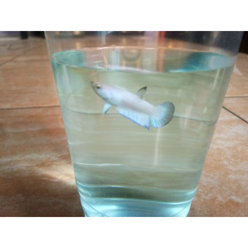 Ikan Cupang Blue Rim