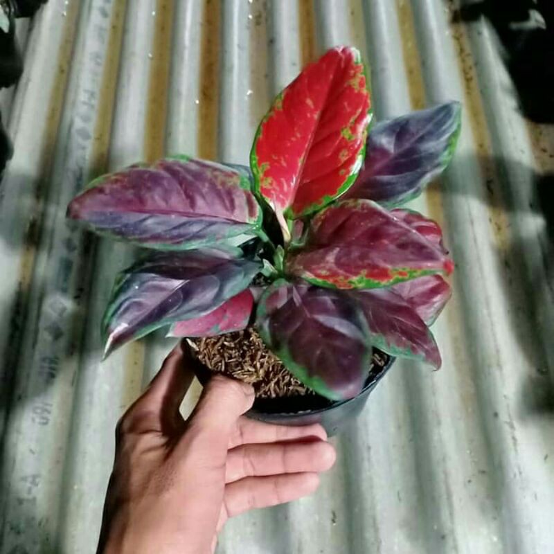 Tanaman Hias Aglonema Black Maroon- jual aglonema - ABR⠀⠀⠀⠀⠀    _