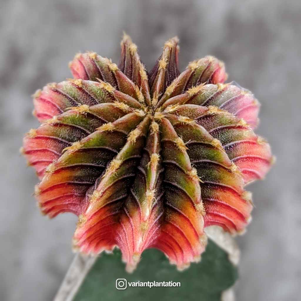 Gymnocalycium Friedrichii LB2178 13RIBS Agua dulce CV Golden variegated graft on Triangle cactus ex 