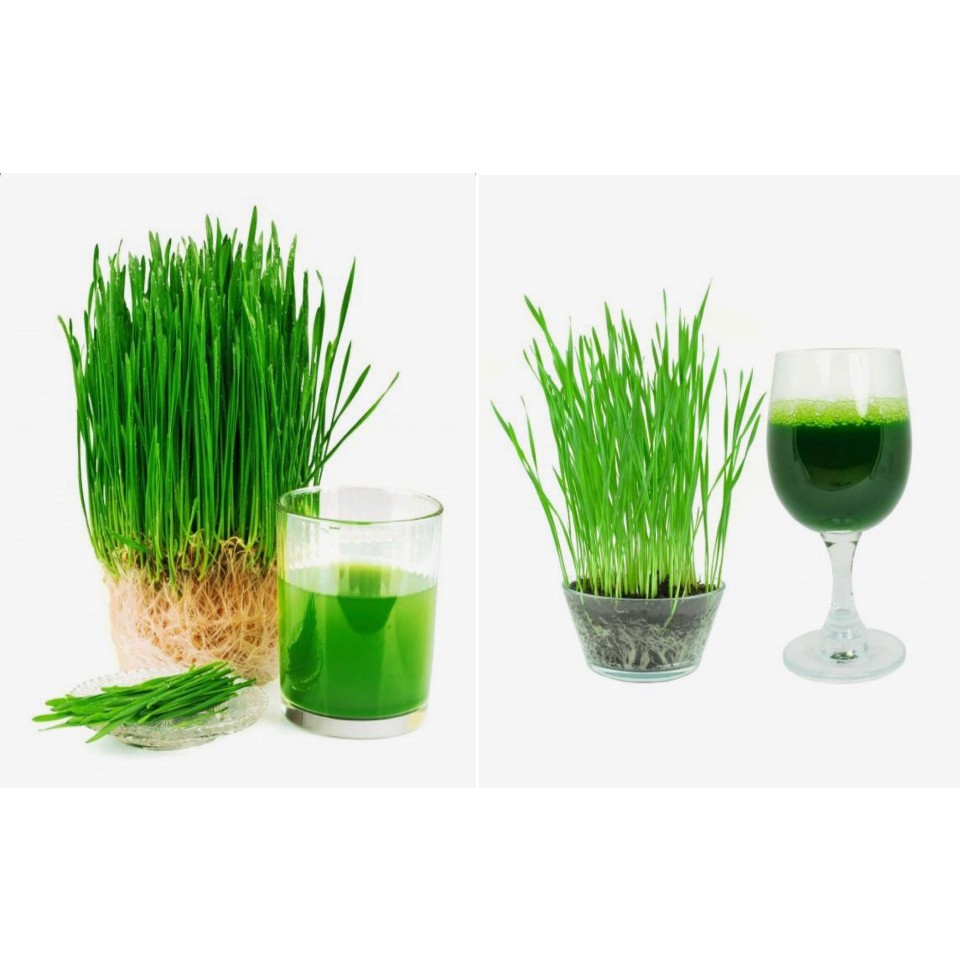 Bibit Benih Biji Wheatgrass Rumput Gandum Wheat Grass  - Bibit Tanaman Rumput Gandum Wheatgrass -COD