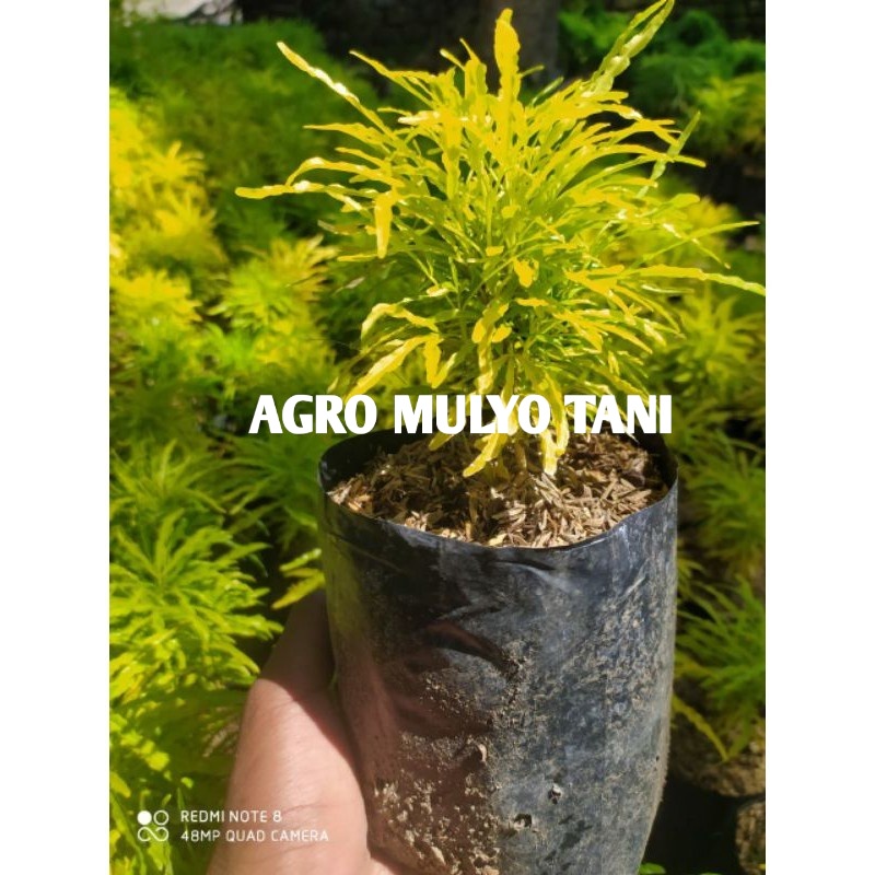 Bunga Brokoli (Kuning)