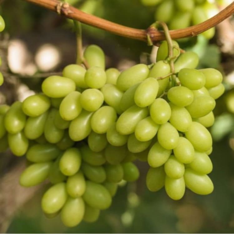 BIBIT ANGGUR IMPORT ARRA 15 GRAFTING