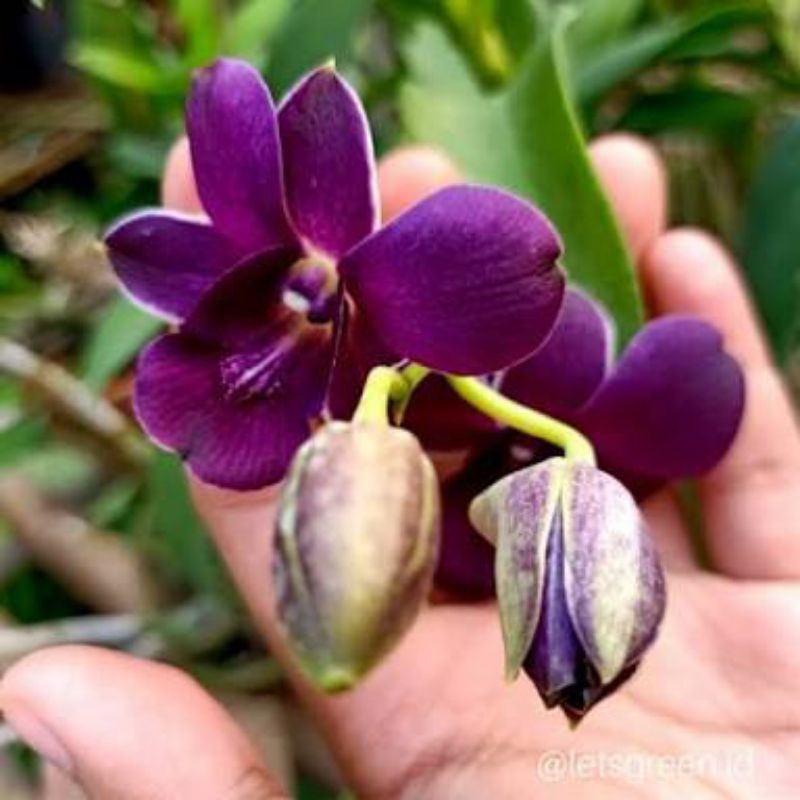 Anggrek Dendrobium Airy Blue Dewasa