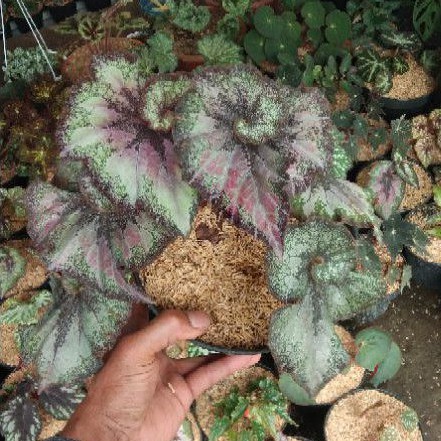 Tanaman Hias Begonia Keong Aurora/Tanaman Hias Begonia Unyeng