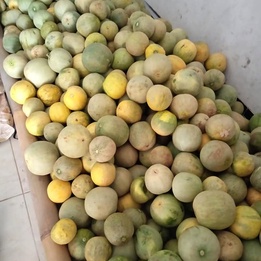 

MELON PLONCO BUAH MELON KECIL ( PER BIJI)