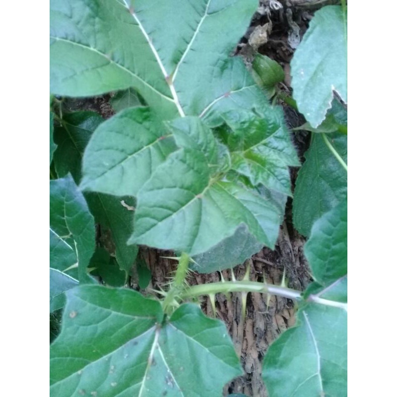 

Daun terong pari terong duri segar 500gram
