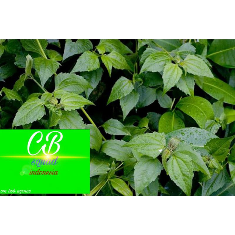 

Daun balakacida 100gram/enye enye termurah