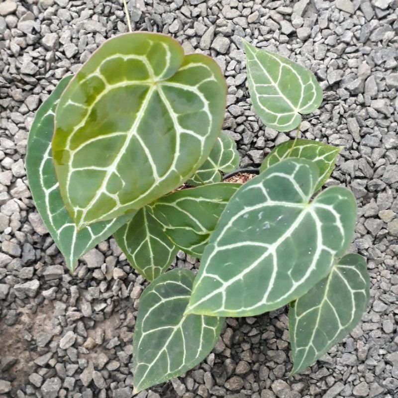 anthurium clarinervium mini/kuping gajah mini rumpun