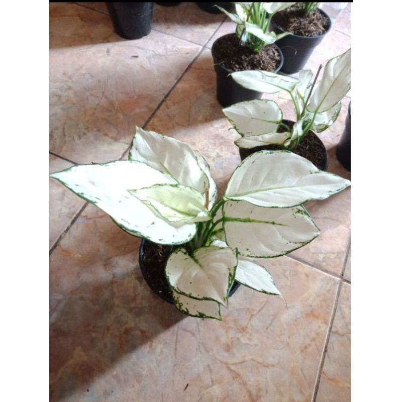 aglonema super white tisu