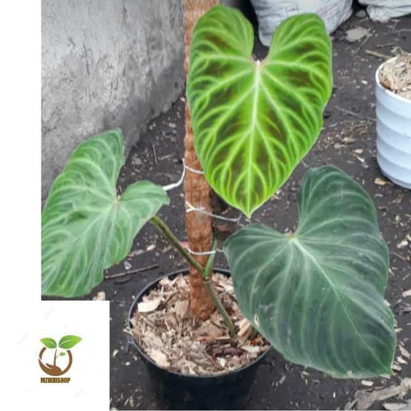 TANAMAN HIAS PHILODENDRON VERUCOSUM