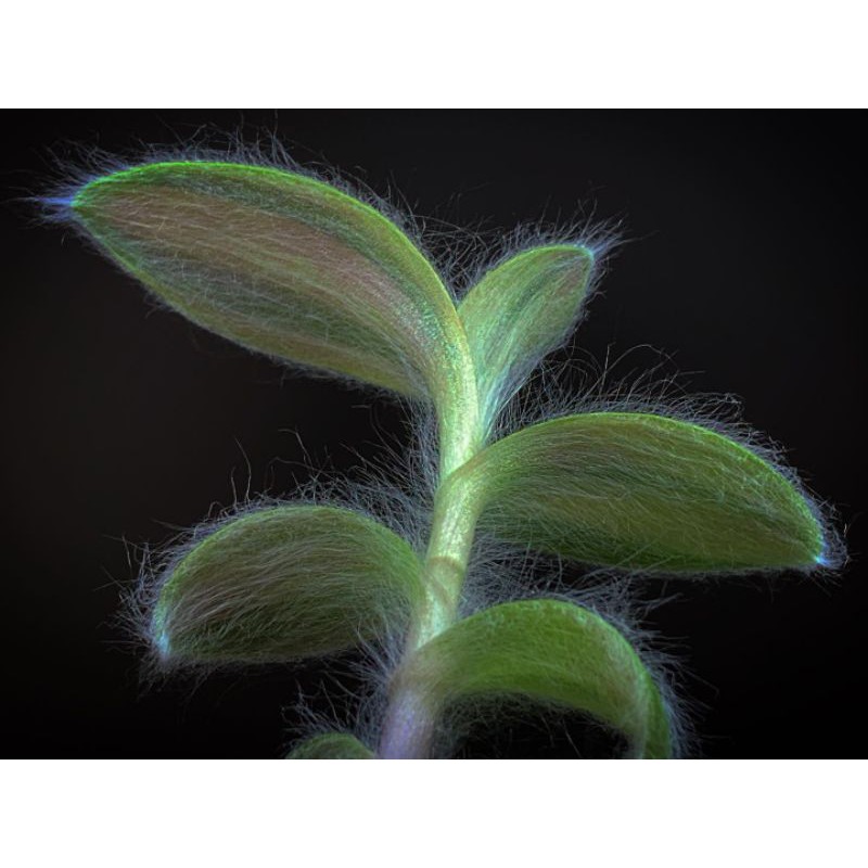 tanaman hias Tradescantia sillamontana