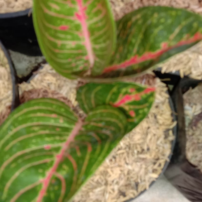aglaonema adelia remaja