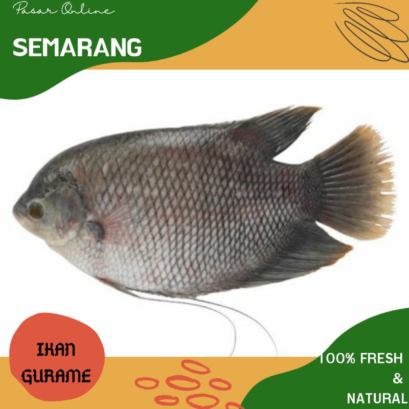 

Ikan Gurame / Ikan Gurami / Fresh / Segar / Makanan Sehat / Makan Bergizi / Belanja Ikan Semarang