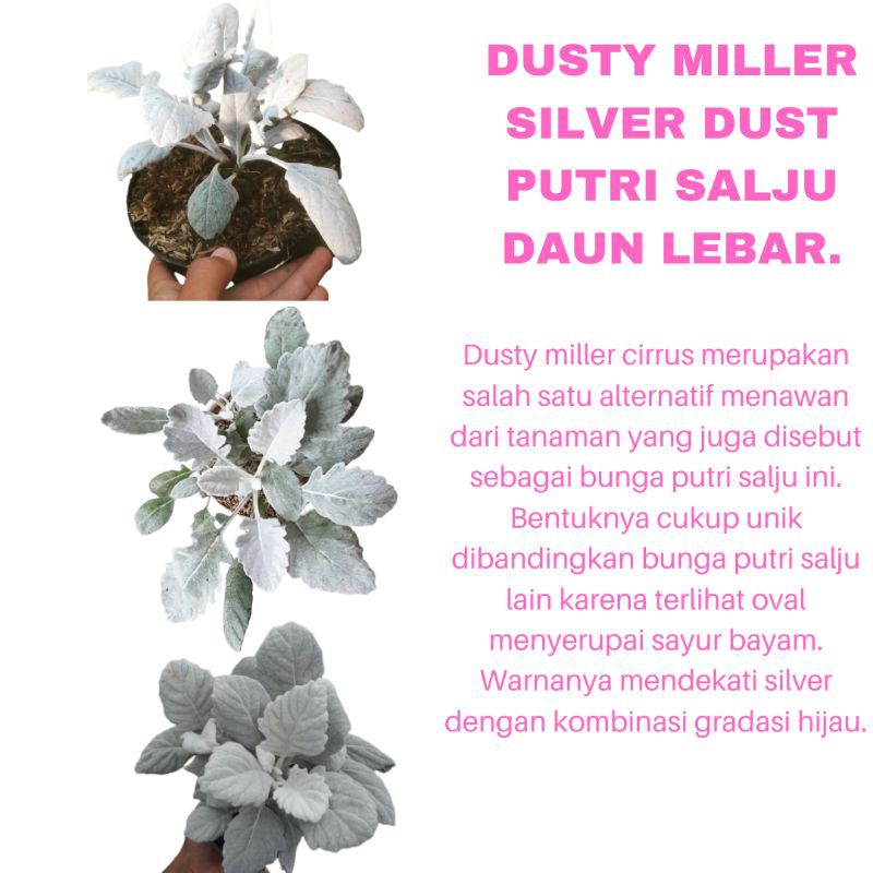 PROMO TANAMAN HIAS BUNGA DUSTY MILLER SILVER DUST PUTRI SALJU DAUN LEBAR KUALITAS SUPER | COD