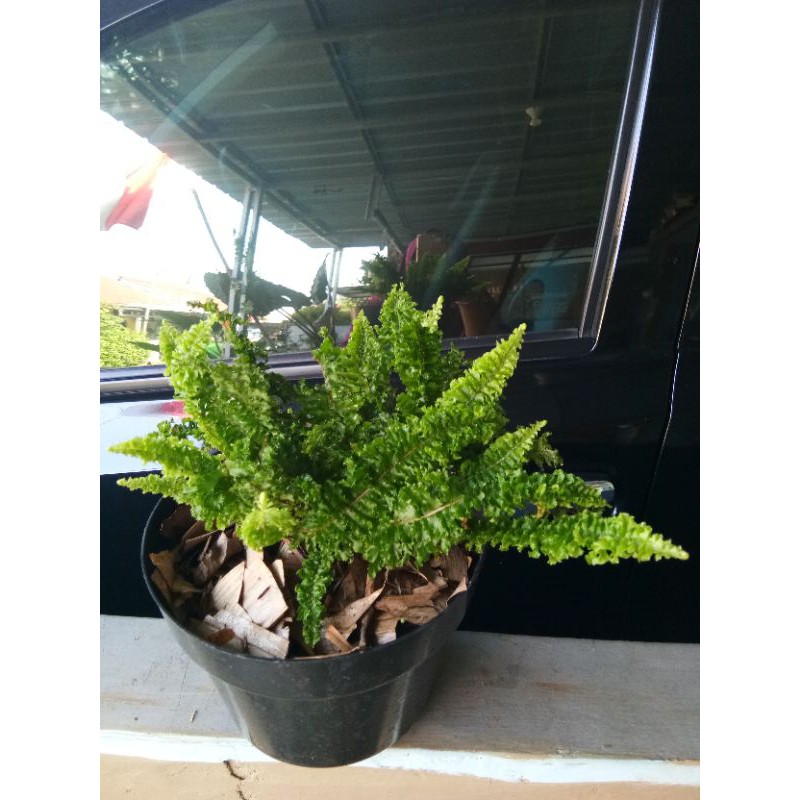 Tanaman hias pakis boston/ pakis boston