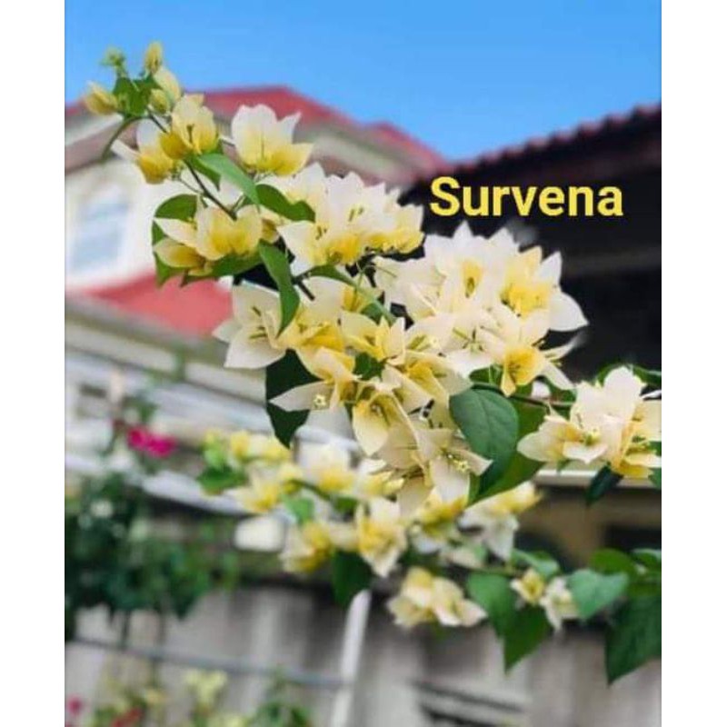 

bunga bungenvil suvena