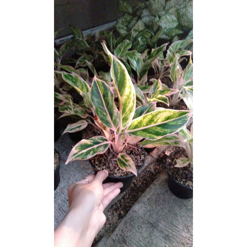 Aglonema Puding Lipstik