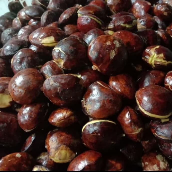 

jengkol tua super
