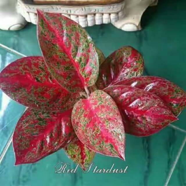  aglonema  red stardust Shopee Indonesia