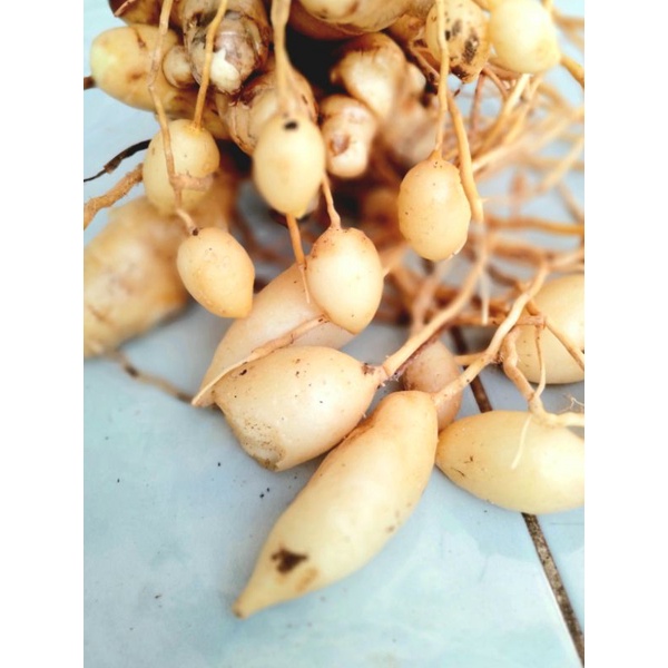 

buah kunyit/temu putih 1kg