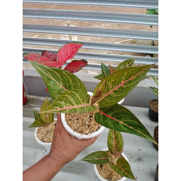 aglonema green legacy / legasi hijau / legacy ijo