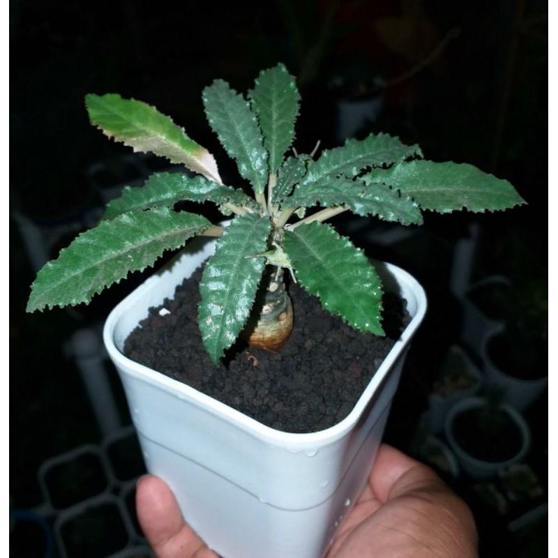 Dorstenia