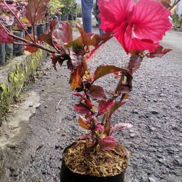 Tanaman hias bunga sepatu daun merah bunga merah