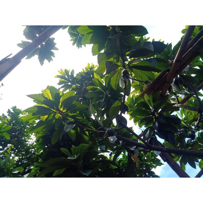 fresh cangkok mamey sapote magana