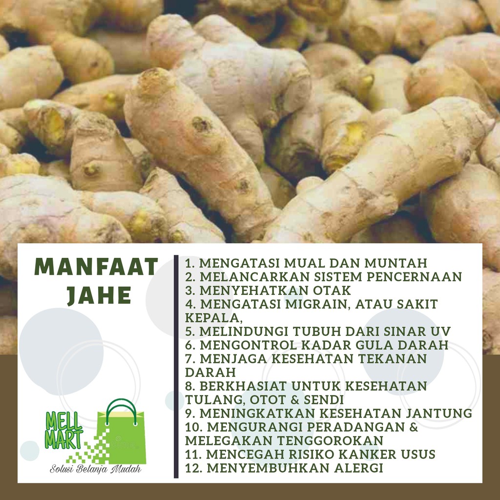 Jahe Jahe Segar Jahe Emprit Jahe Putih Kecil Jamu Jahe Emprit Segar Rempah Jahe Wangi Bumbu Dapur Indonesia