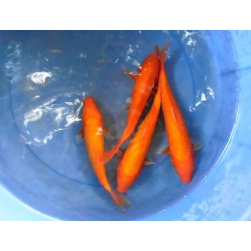 

ikan koi benigoi ukuran 26-27cm ikan koi murah berkualitas