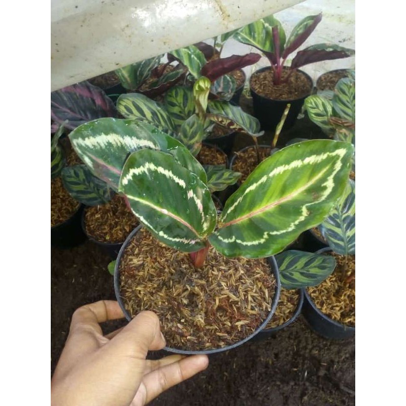 Calathea Linden