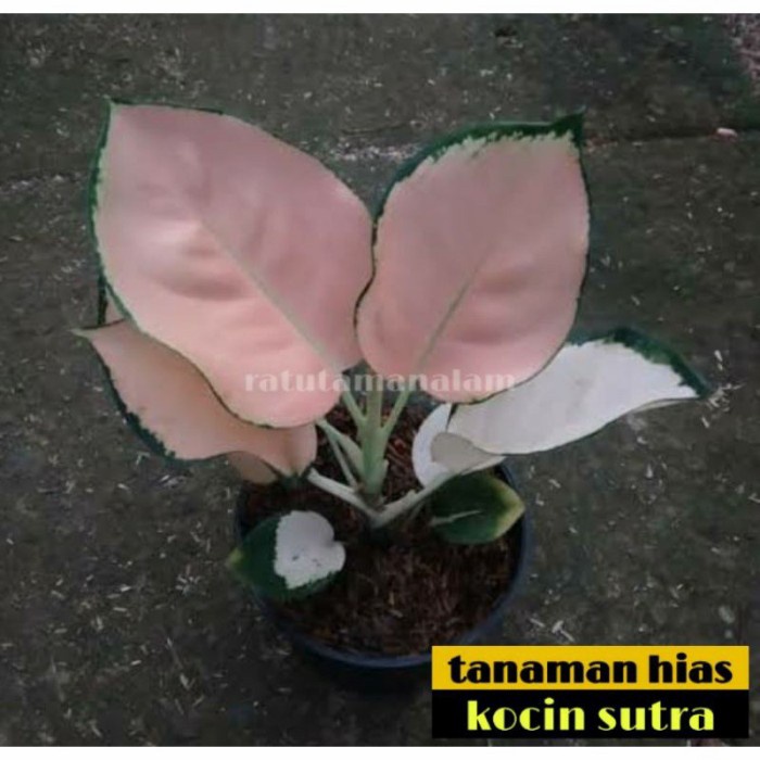 aglonema kocin sutra anakan