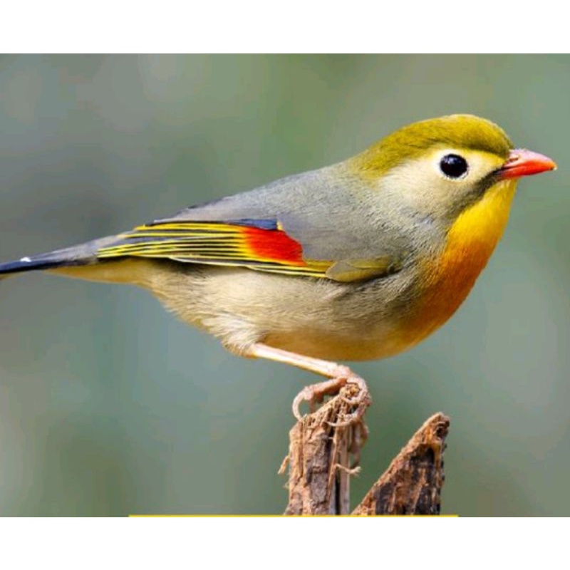 Burung robin jantan impor bunyi