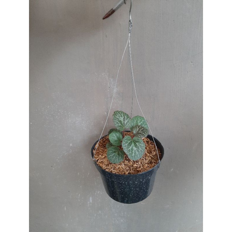 

Bigunia Strawberry ( Daun hijau )