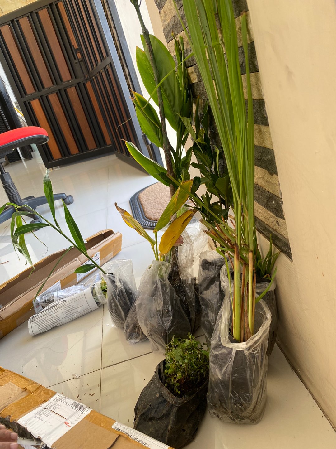 Bibit Tanaman Herbal Serai Bumbu Sere