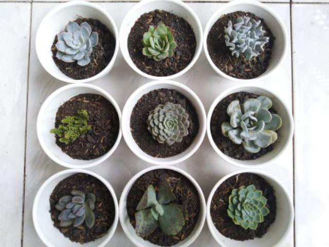 Paket Sekulen 50 Pcs