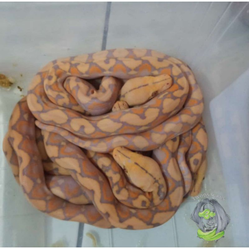 retic purple