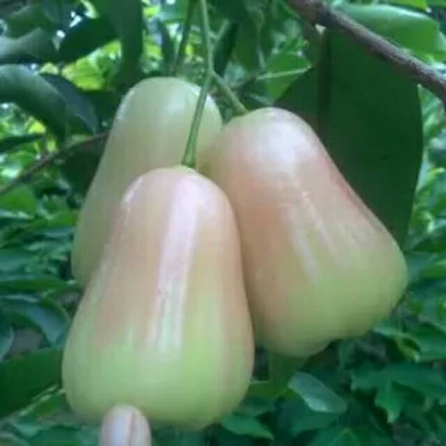 Bibit jambu air super green